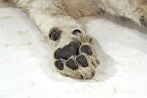 Approx: Lion cub (approx 16 weeks old) paw