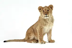 Approx: Lion cub (approx 16 weeks old) sitting
