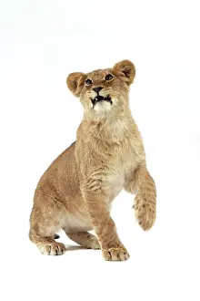 Approx: Lion cub (approx 16 weeks old) sitting