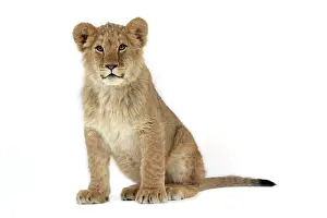 Approx: Lion cub (approx 16 weeks old) sitting