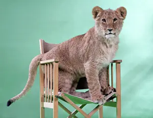 Approx: Lion cub (approx 16 weeks old) sitting on safari chair