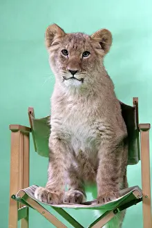 Approx: Lion cub (approx 16 weeks old) sitting on safari chair