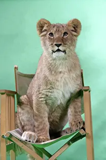 Approx: Lion cub (approx 16 weeks old) sitting on safari chair