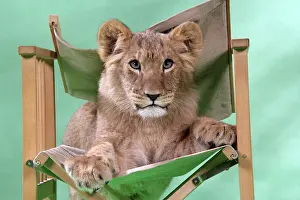 Approx: Lion cub (approx 16 weeks old) sitting on safari chair