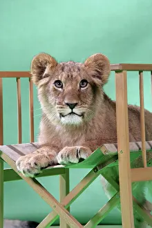 Approx: Lion cub (approx 16 weeks old) sitting on safari chair