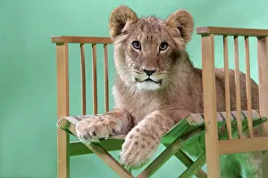 Approx: Lion cub (approx 16 weeks old) sitting on safari chair