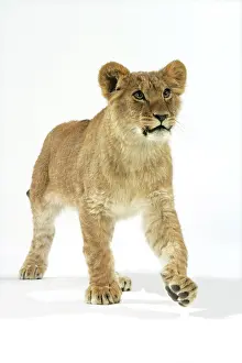 Approx: Lion cub (approx 16 weeks old) walking