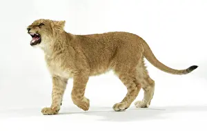 Approx: Lion cub (approx 16 weeks old) walking