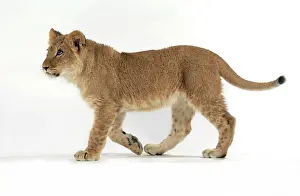 Approx: Lion cub (approx 16 weeks old) walking