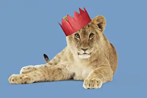 051119: Lion cub (approx 16 weeks old) wearing Christmas party hat