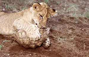 Attacking: Lion Cub attacking Tortoise