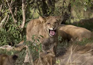 080119: Lion cub calling, Panthera leo, Masai Mara National