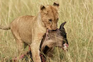 Dragging: Lion cub - carrying kill