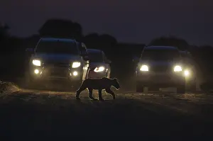 Tours: Lion - a cub crosses a road at dawn - the cars behind