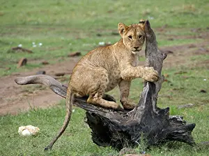 141217: Lion cub in the Masai Mara, Kenya, Africa Lion