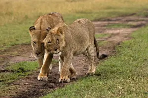 Greet: Lion cub and mother - greeting and showing affection