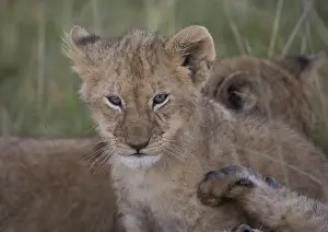 080119: Lion cub, Panthera leo, Masai Mara National Reserve