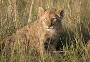 080119: Lion cub, Panthera leo, Masai Mara National Reserve