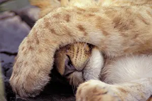 Relaxing: Lion cub (Panthera leo) with paw over face, Masai