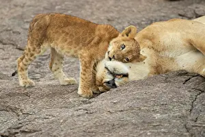 Greeting: Lion cub (Panthera leo) seeking comfort from its