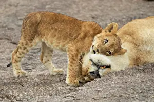 Greeting: Lion cub (Panthera leo) seeking comfort from its