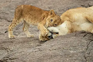 Greeting: Lion cub (Panthera leo) seeking comfort from an