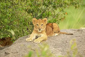 Pride: Lion cub (Panthera leo) sitting on a rock