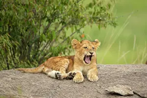 Pride: Lion cub (Panthera leo) sitting on a rock