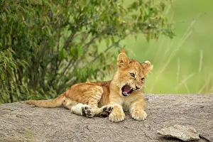 Pride: Lion cub (Panthera leo) sitting on a rock