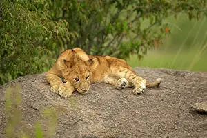 Vince Burton: Lion cub (Panthera leo) sitting on a rock