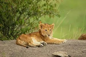 Pride: Lion cub (Panthera leo) sitting on a rock