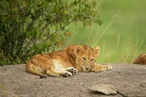Pride: Lion cub (Panthera leo) sitting on a rock