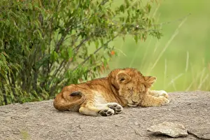 Pride: Lion cub (Panthera leo) sitting on a rock