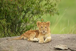 Pride: Lion cub (Panthera leo) sitting on a rock