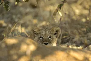 Pride: Lion cub - peeking - Botswana, Africa