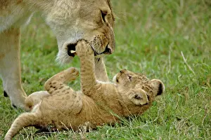 Lincoln: Lion cub playing with female lion, Masai