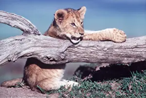 Lions: LION - cub, resting on log