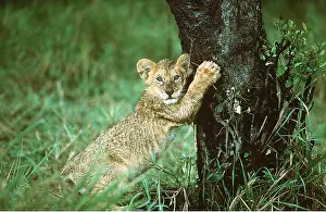 Scratching: LION - cub scratching tree
