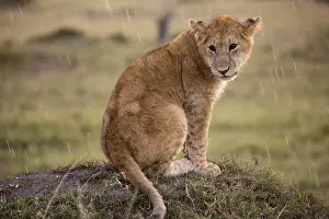 Raining: Lion cub sitting in the rain, Panthera leo, Masai