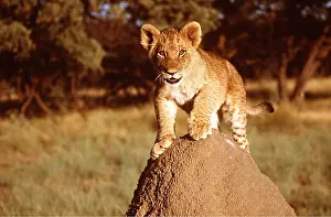 Balancing: LION - cub on termite mound