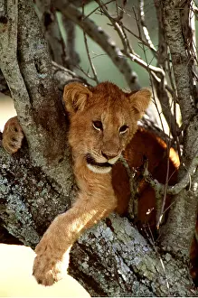 Ferrero Labat: LION CUB - in tree