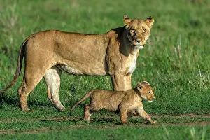 Manoj Shah: Lion Cub walking with mother lioness in Masai Mara