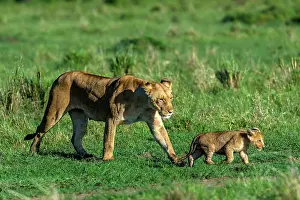 Manoj Shah: Lion Cub walking with mother lioness in Masai Mara