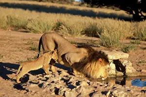 Manes: LION & CUB AT WATER HOLE