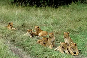 Prides: Lion - Cubs