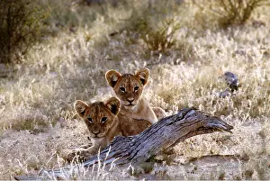 Clem Haagner: LION CUBS - two
