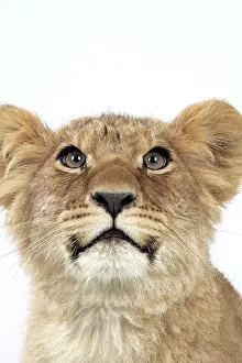 Approx: Lion cub's (approx 16 weeks old) face