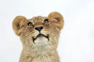 Approx: Lion cub's (approx 16 weeks old) face