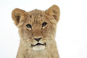 Approx: Lion cub's (approx 16 weeks old) face
