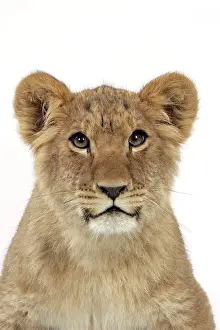 Approx: Lion cub's (approx 16 weeks old) face